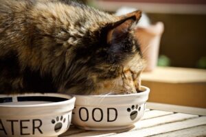 Can Cats Eat Mac And Cheese