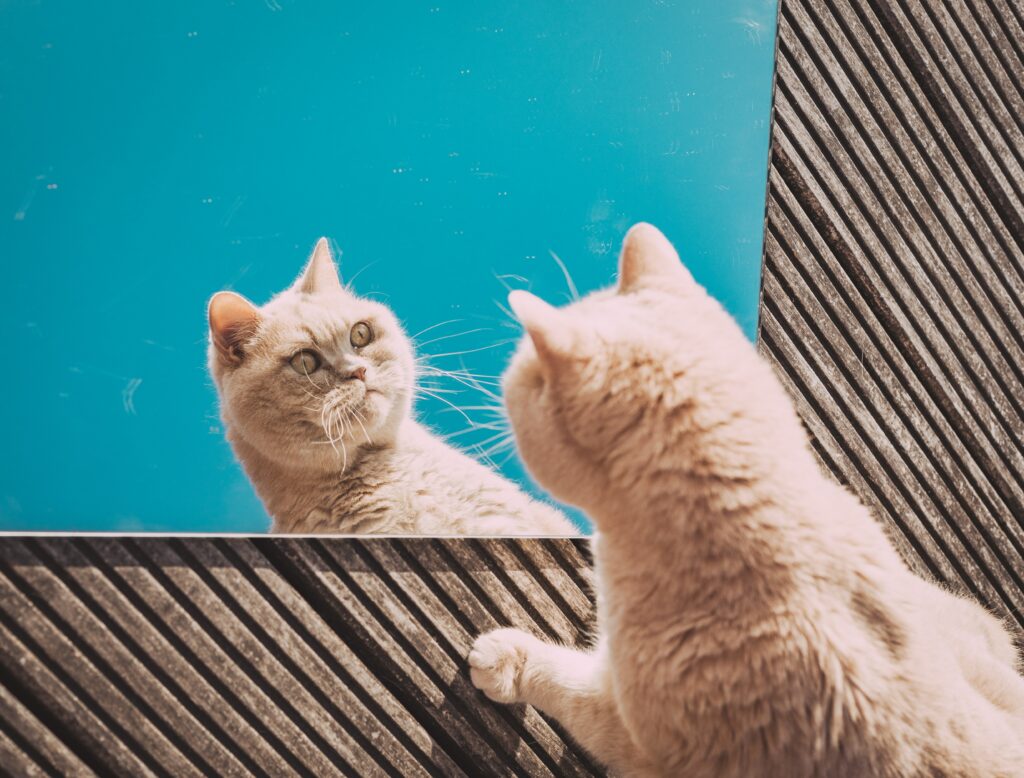 Can Cats Eat Ranch? Will It Cause A Tummy Avalanche?