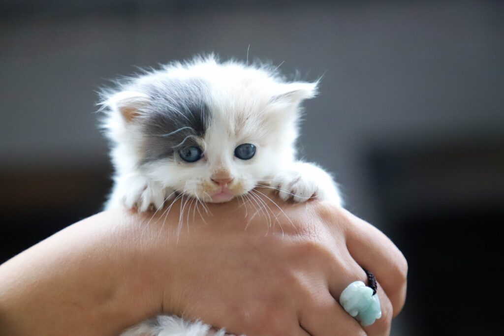 Can Cats Eat Chicken Gizzards Is It Good For My Kitto Can Cats Eat Chicken Gizzards Is It Good For My Kitto