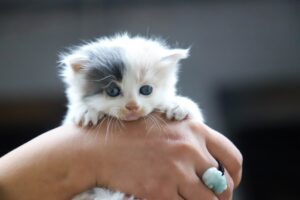 Can Cats Eat Chicken Gizzards