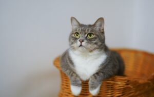 Can Cats Eat Saltine Crackers