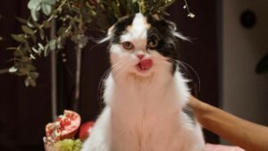 Can Cats Eat Asparagus? Superfood Or Super Rude To Cats?