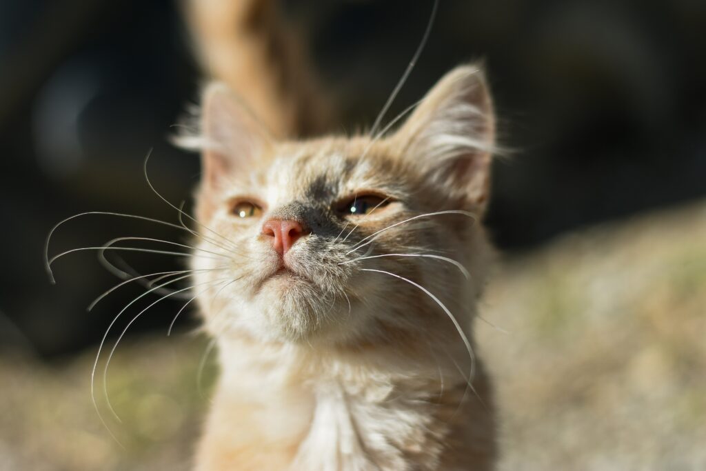 Can Cats Eat Quinoa? Are There Any Risks Or Benefits?