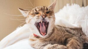 Can Cats Eat Asparagus? Superfood Or Super Rude To Cats?