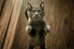 Can cats eat potato chips