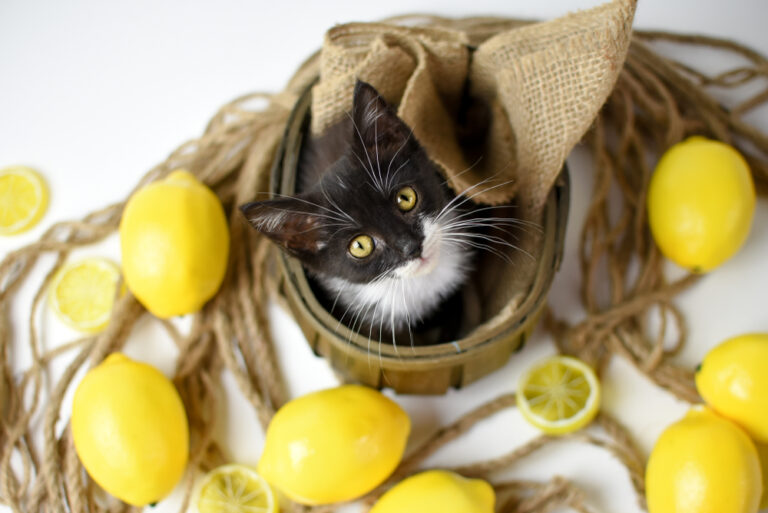Can Cats Eat Lemon? Is This Fruit Safe For Cats?