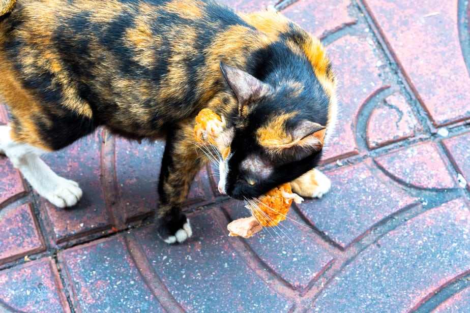 Can Cats Eat Chicken Feet? Is This What They Need?