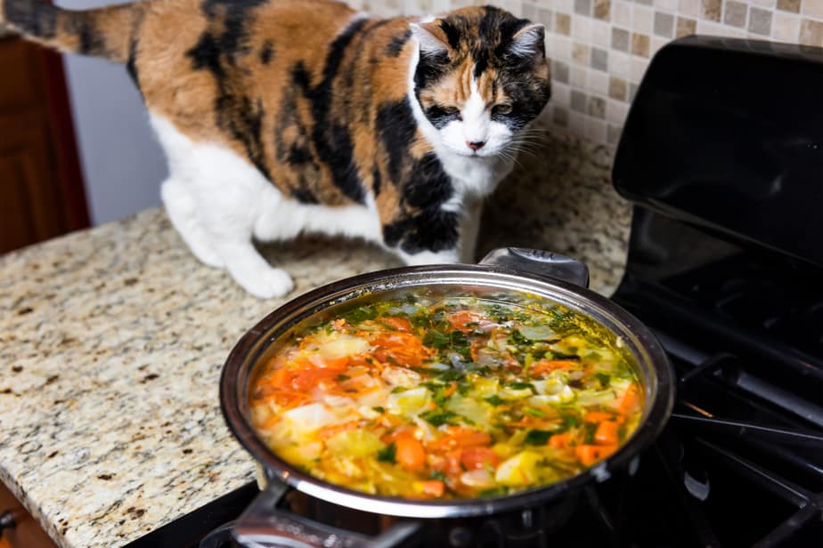 Can Cats Eat Green Beans? Do Cats Like These Greens?