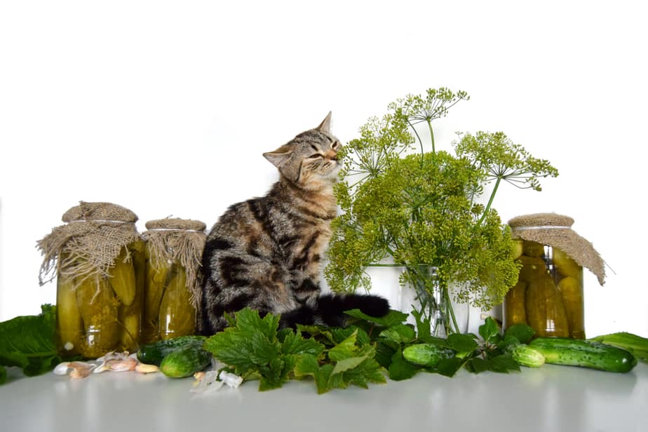 Can Cats Eat Pickles? To Relish Or Not To Relish?