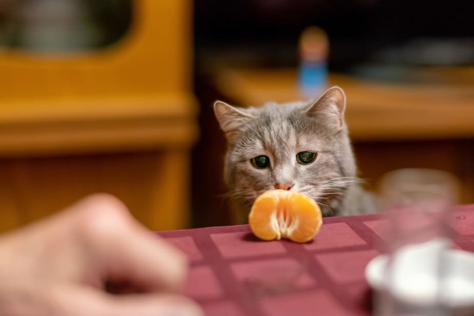 Kediler Mandalina Portakalı Yiyebilir mi? Yemeden Önce Okuyun!
