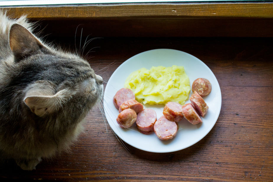 Can Cats Eat Gravy? Lick It Or Kick It?