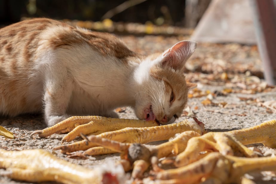 Can Cats Eat Chicken Feet? Is This What They Need?

