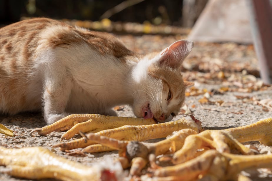 Can Cats Eat Chicken Feet? Is This What They Need?