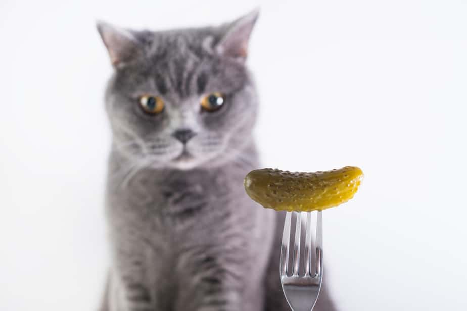 Kediler Turşu Yiyebilir mi? Tadını Çıkarmak ya da Çıkarmamak?