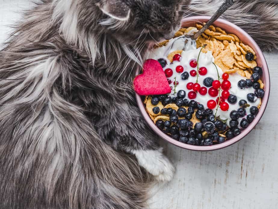 Kediler Granola Yiyebilir mi? İyi Bir Kahvaltı Seçimi mi?
