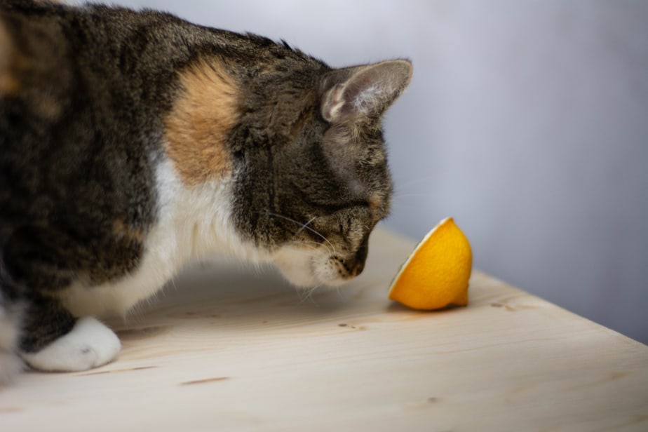 Kediler Limon Yiyebilir mi? Bu Meyve Kediler İçin Güvenli mi?
