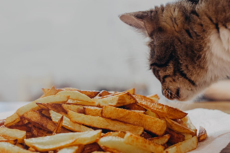 Kediler Patates Cipsi Yiyebilir mi? Parmak Uçlarınızı Yalatacak Bir Atıştırmalık!