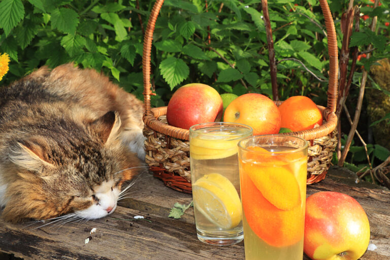 Can Cats Eat Lemon? Is This Fruit Safe For Cats?