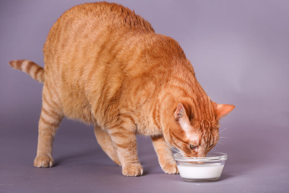 Can Cats Eat Margarine? Is It Safe For Them?