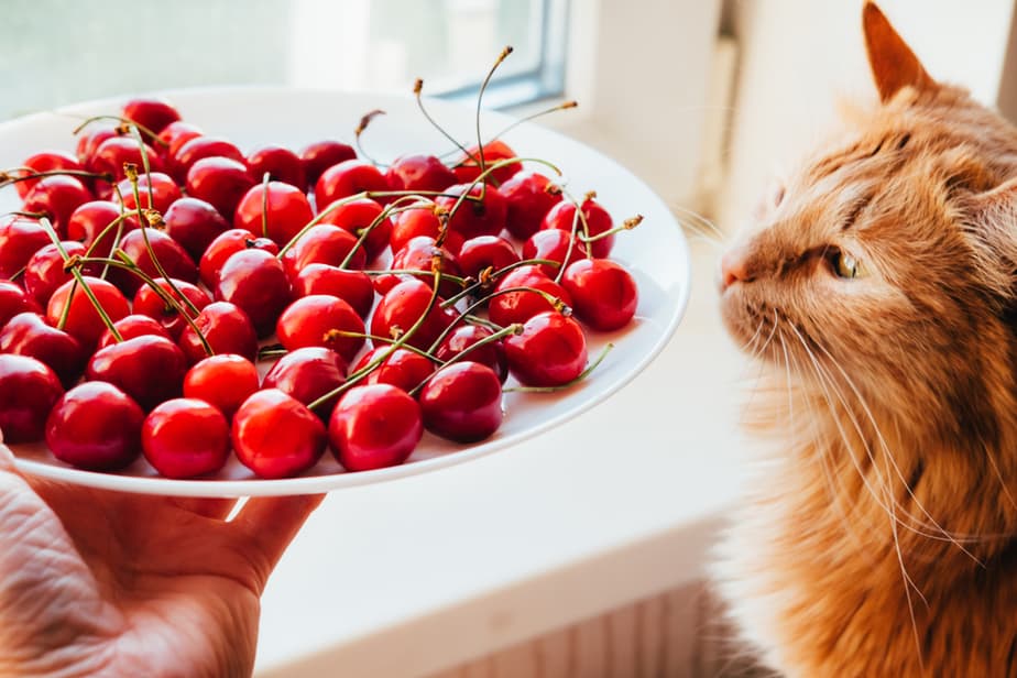 Can Cats Eat Cherries? Safe Or Hazardous?