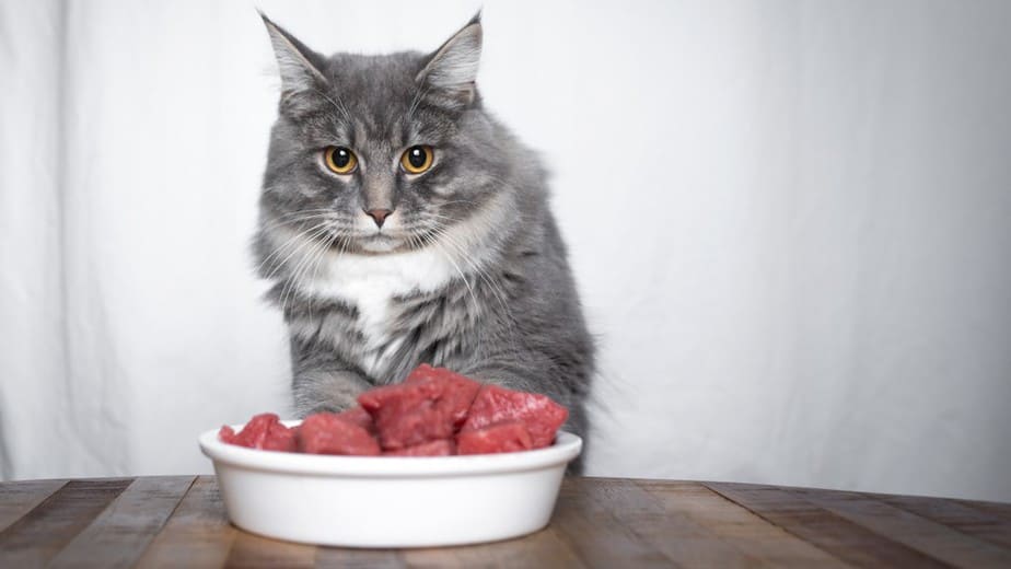 Kediler Geyik Eti Yiyebilir mi? Farklı Olmak İçin Geyik?
