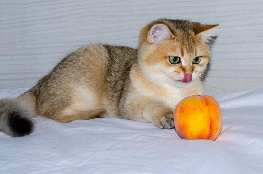 Kediler Şeftali Yiyebilir mi? Bu Tüylü Meyve Kediler İçin Güvenli mi?