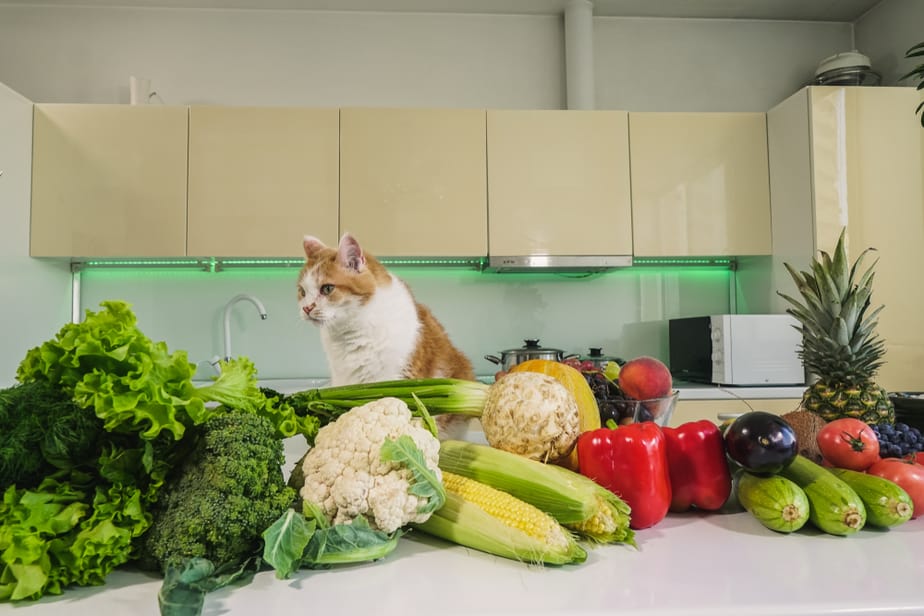 Kediler Yeşil Fasulye Yiyebilir mi? Kediler Bu Yeşillikleri Sever mi?