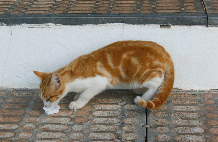 Can Cats Eat Butter? This Article Doesn't Stutter!