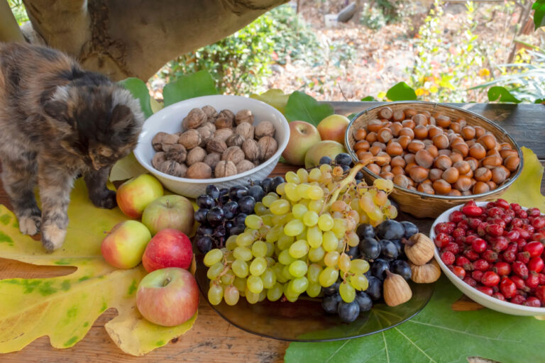 Can Cats Eat Sultanas? Are There Any Risks?