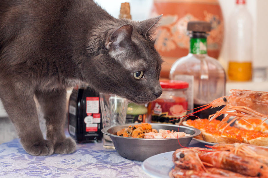 Kediler Çiğ Kalamar Yiyebilir mi? Beslemeye Gerek Var mı?