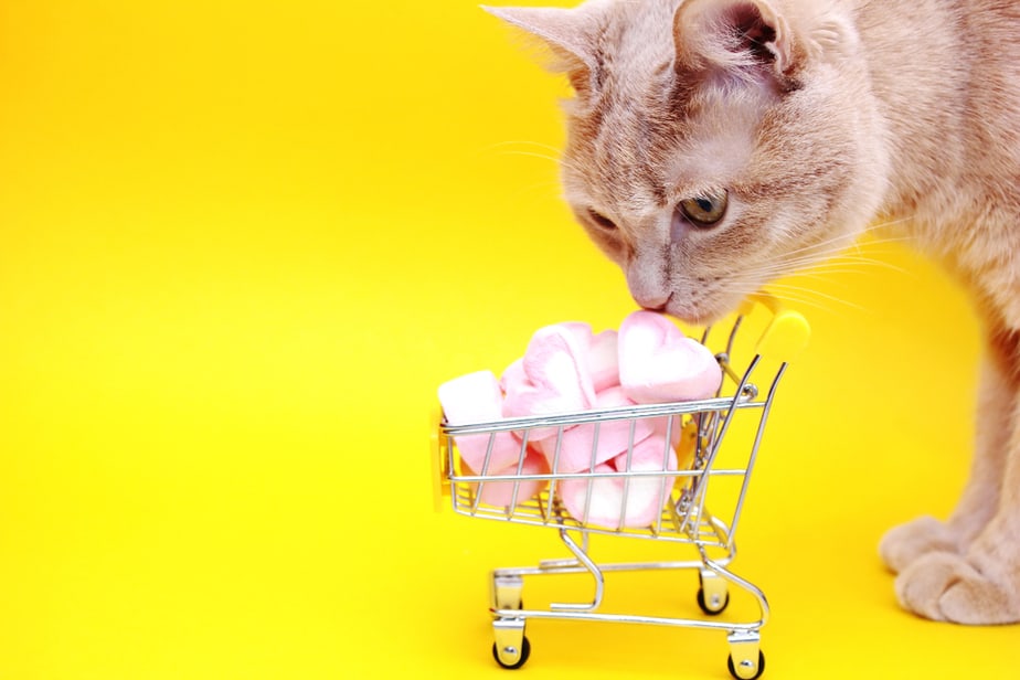 Can Cats Eat Marshmallows? A Sweet Treat Or A Call To Retreat?
