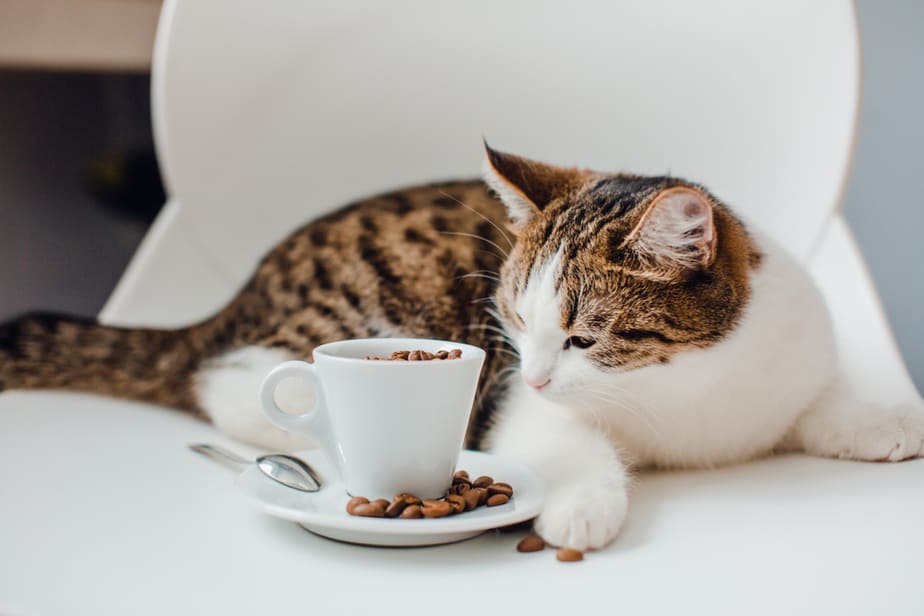 Can Cats Eat Beans? All You Need To Know!