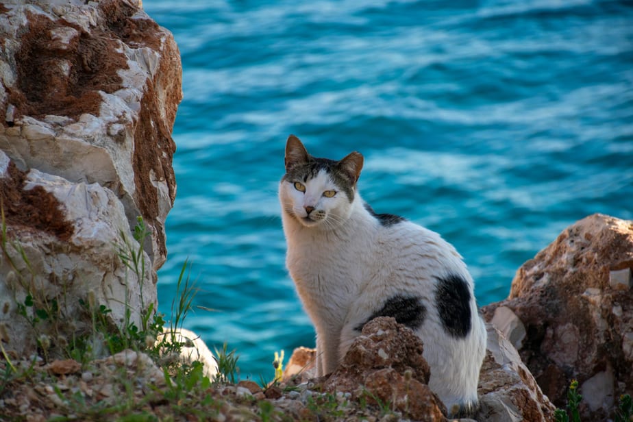 Can Cats Eat Mussels? Everything You Need To Know!