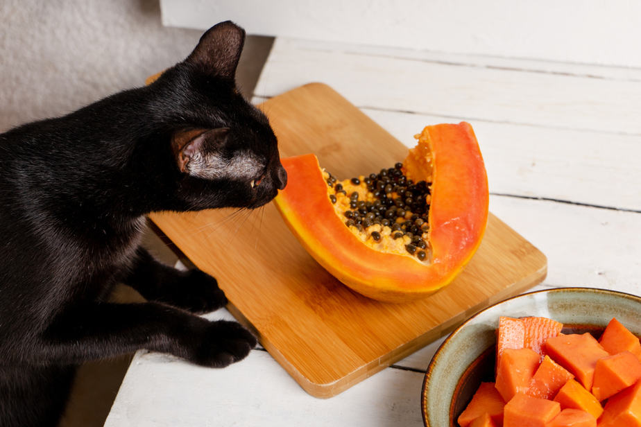 Can Cats Eat Papaya? Everything You Need To Know About This Fruit!
