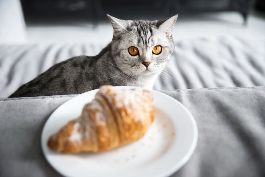 Can Cats Eat Croissants? Is This What Your Cat Wants?