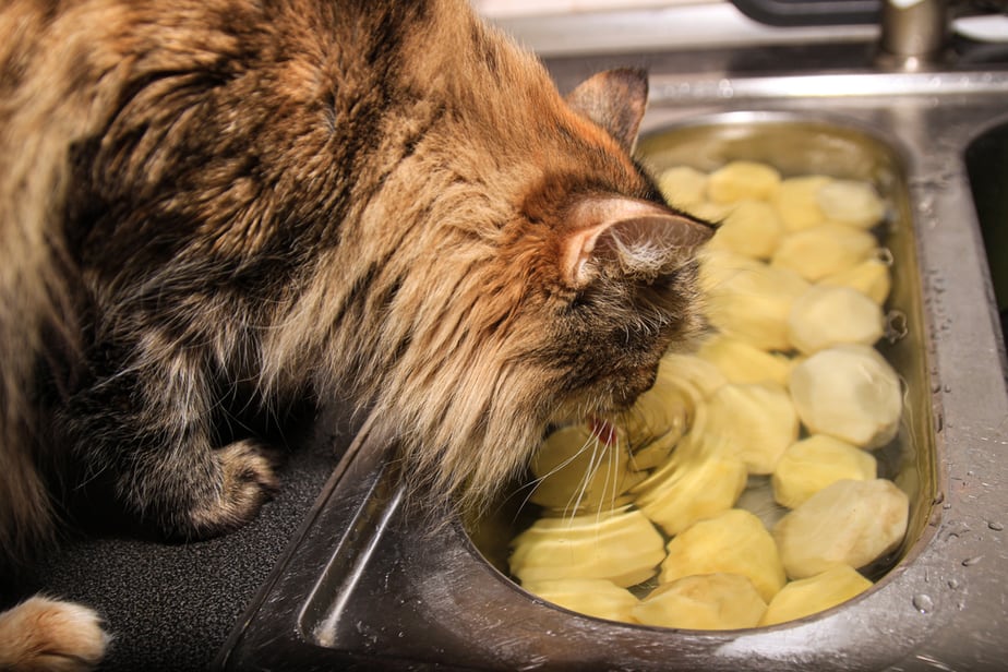 Kediler Patates Cipsi Yiyebilir mi? Parmak Uçlarınızı Yalatacak Bir Atıştırmalık!