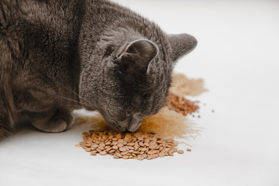 Can Cats Eat Lentils? Are These Legumes Safe?
