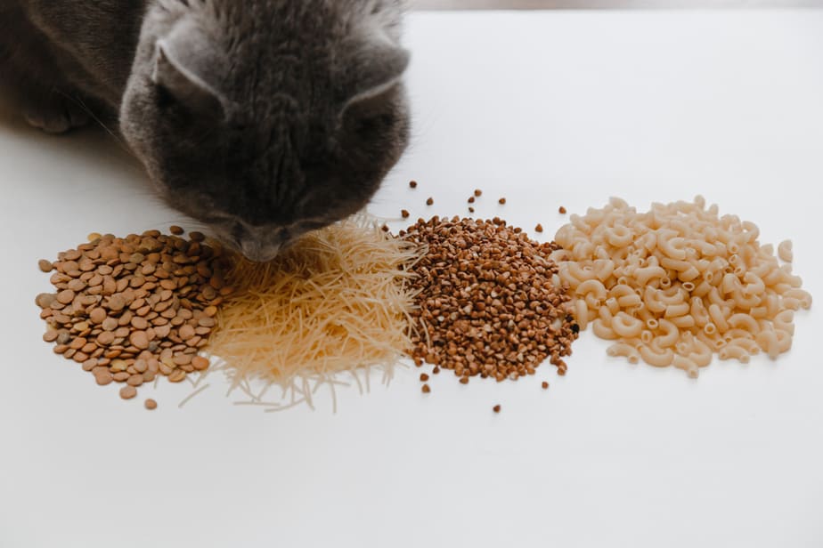 Kediler Kinoa Yiyebilir mi? Herhangi Bir Riski veya Faydası Var mı?