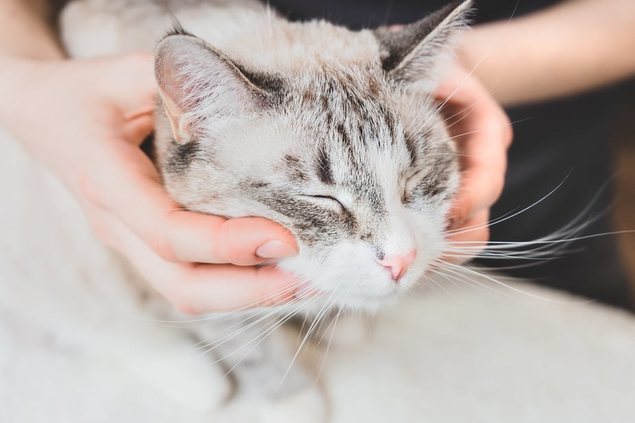 Can Cats Eat Crab? Is It Worth The Risk?