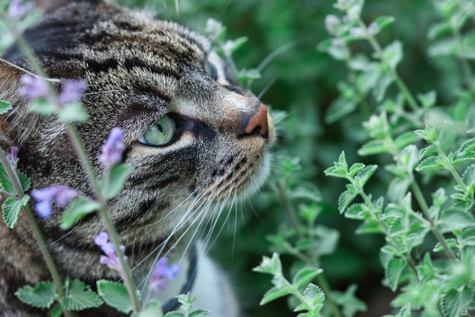 Can Cats Eat Licorice? All You Need To Know