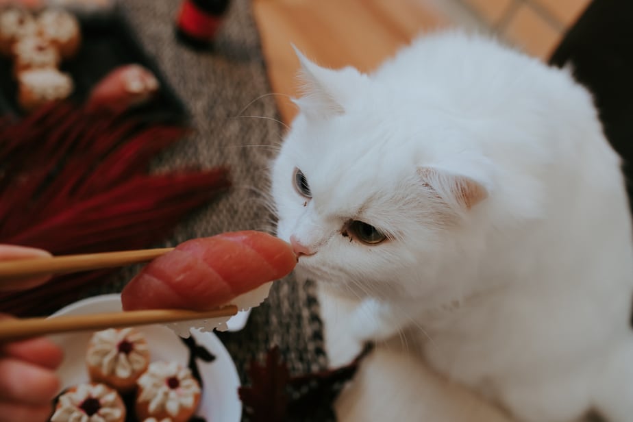 Kediler Suşi Yiyebilir mi? Kedi Lezzeti mi Tehlike mi?