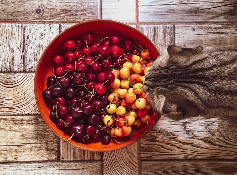 Kediler Kiraz Yiyebilir mi? Güvenli mi Tehlikeli mi?