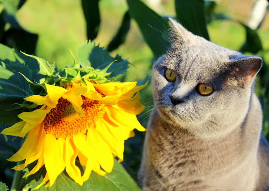 Can Cats Eat Margarine? Is It Safe For Them?