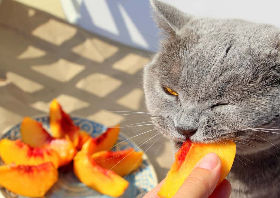 Can Cats Eat Peaches? Is This Fuzzy Fruit Safe For Cats?