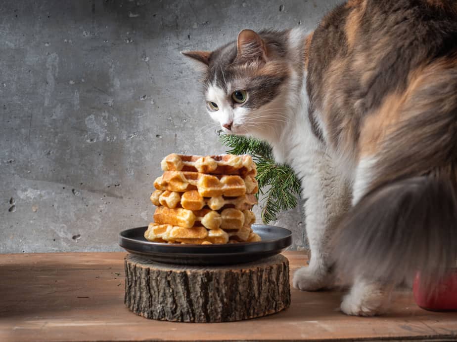 Kediler Waffle Yiyebilir mi? Kedinizin Sağlığı İçin Bir Tehdit mi?