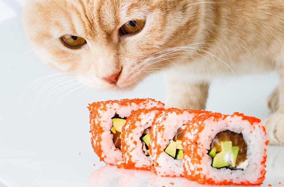 Can Cats Eat Sushi