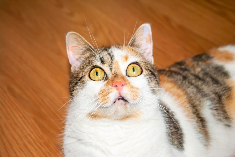 Can Cats Eat Cheerios? Are There Any Risks?