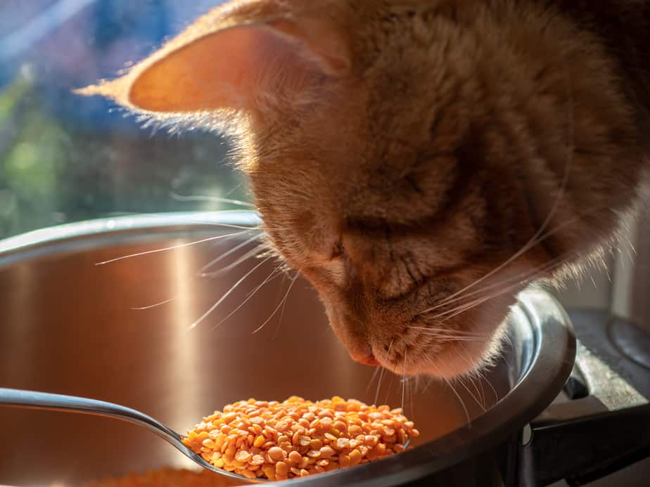 Can Cats Eat Lentils? Are These Legumes Safe?