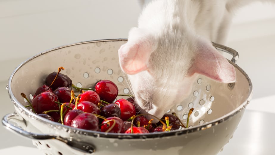 Can Cats Eat Cherries? Safe Or Hazardous?