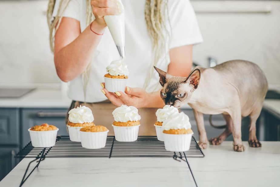 Can Cats Eat Frosting? Treat Or Threat?